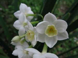 0 Narciso blanco 045 r