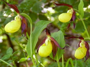 Cypripedium re zapatito de dama